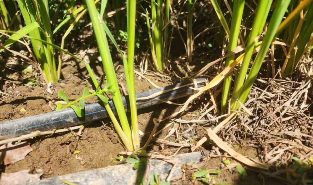 Tarım ve Orman Bakanlığı Bitkisel Üretim Genel Müdürlüğü tarafından finanse