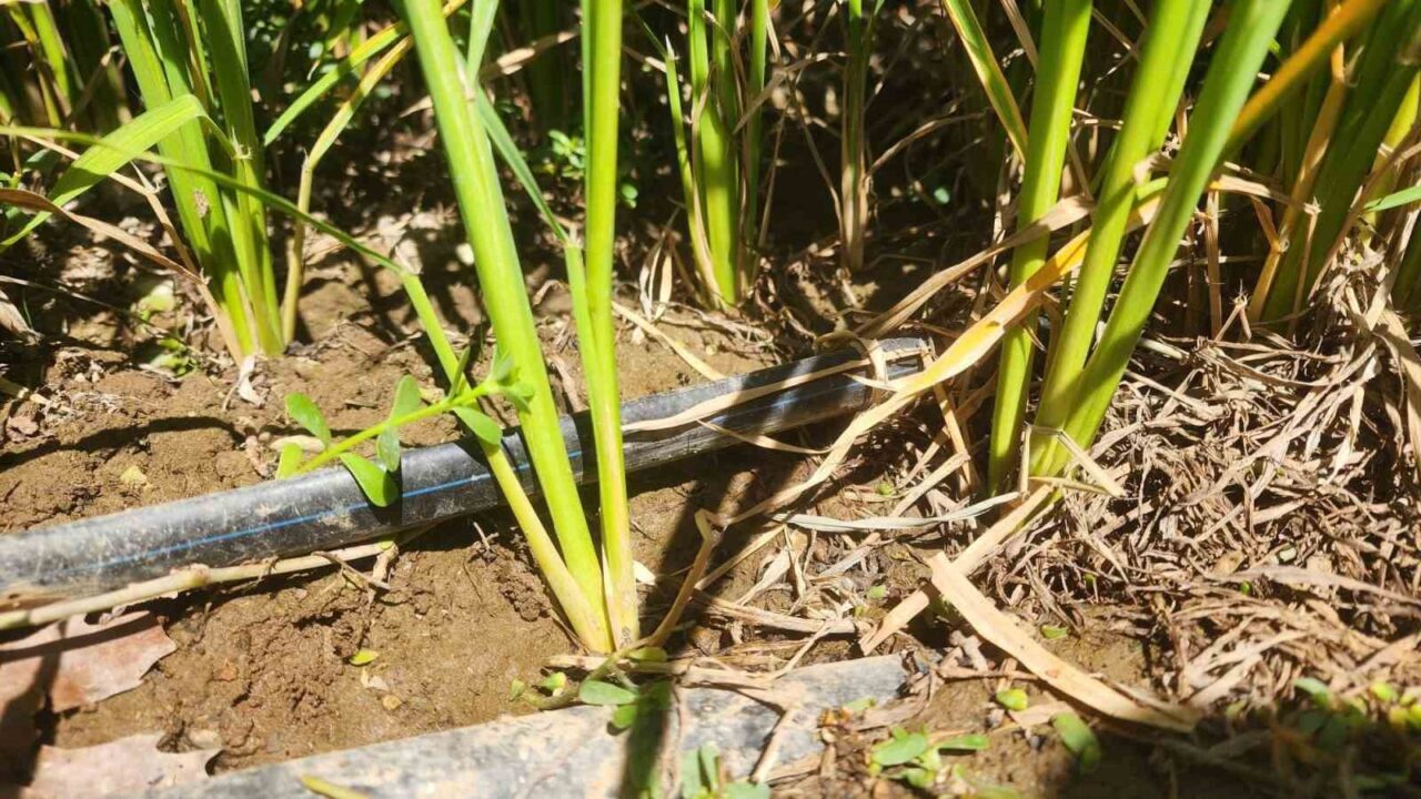 Tarım ve Orman Bakanlığı Bitkisel Üretim Genel Müdürlüğü tarafından finanse