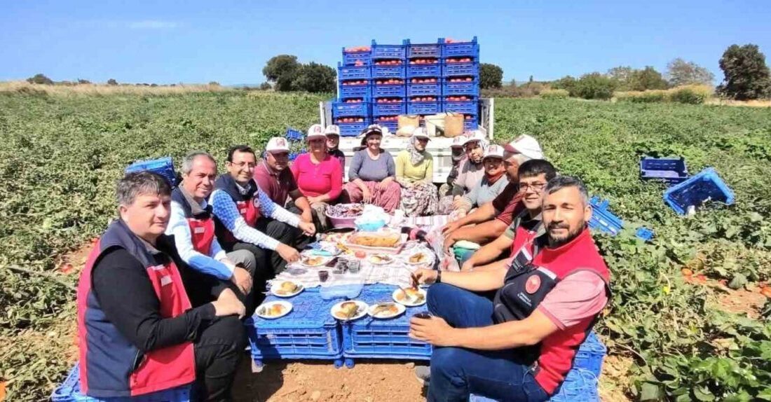 Çanakkale İl Tarım ve Orman Müdürlüğü ekipleri domates hasadı yapan