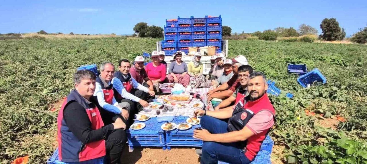 Çanakkale İl Tarım ve Orman Müdürlüğü ekipleri domates hasadı yapan