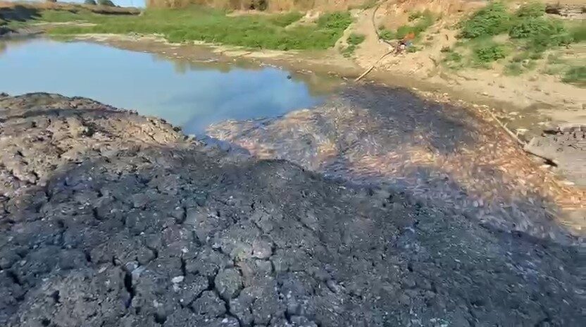 Çanakkale’de bulunan Kocabaş Çayı’nda yaşanan kuraklık nedeniyle toplu balık ölümleri