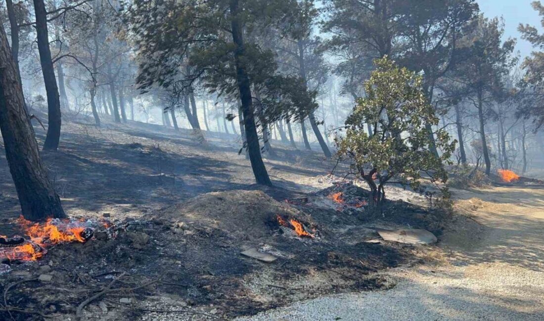 Çanakkale’nin Kepez beldesinde tarım arazisinde başlayarak ormanlık alana sıçrayan yangında