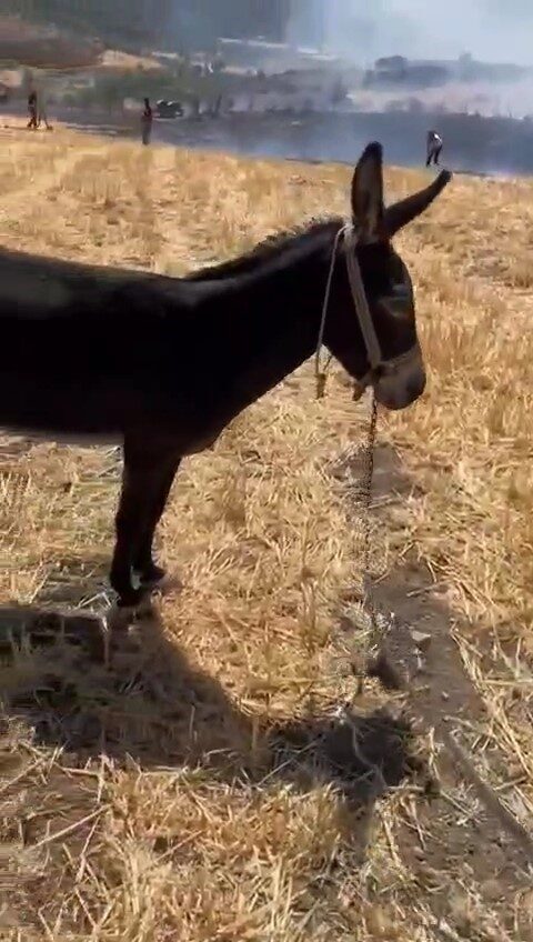 Çanakkale’nin Merkez ilçesine bağlı Kemel köyünde tarım arazisinde çıkan yangında