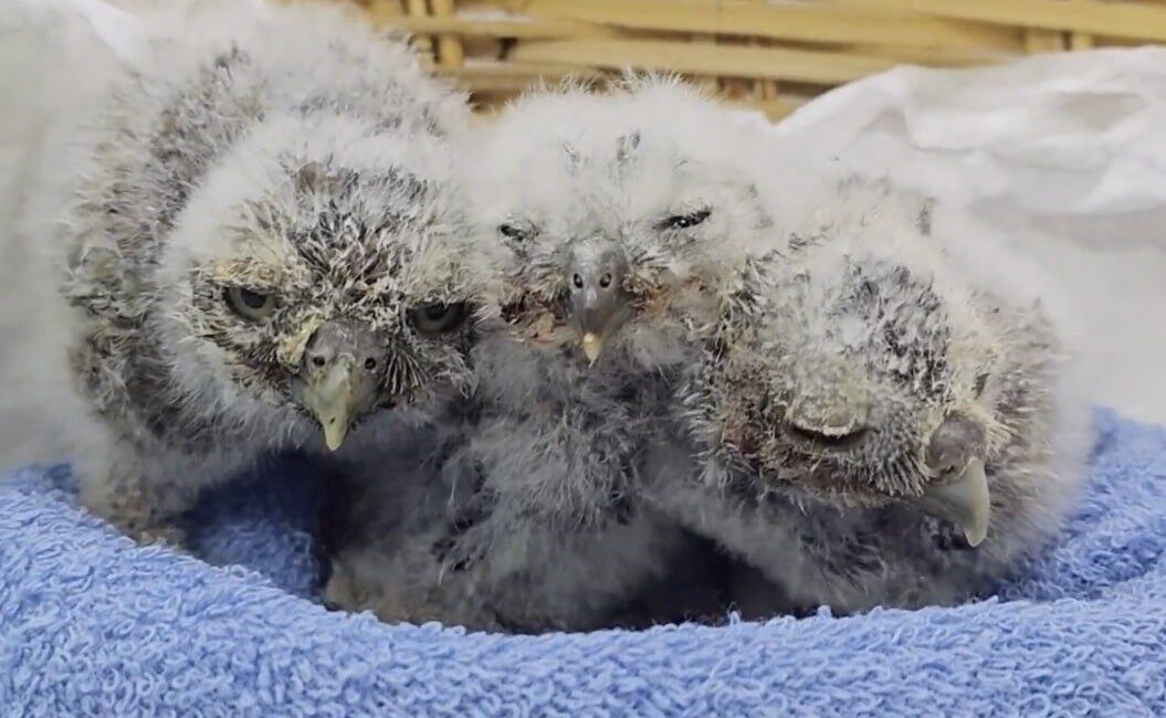 Çanakkale’de yuvalarını kaybeden kukumavlar, duyarlı vatandaşlar sayesinde Tarım ve Orman