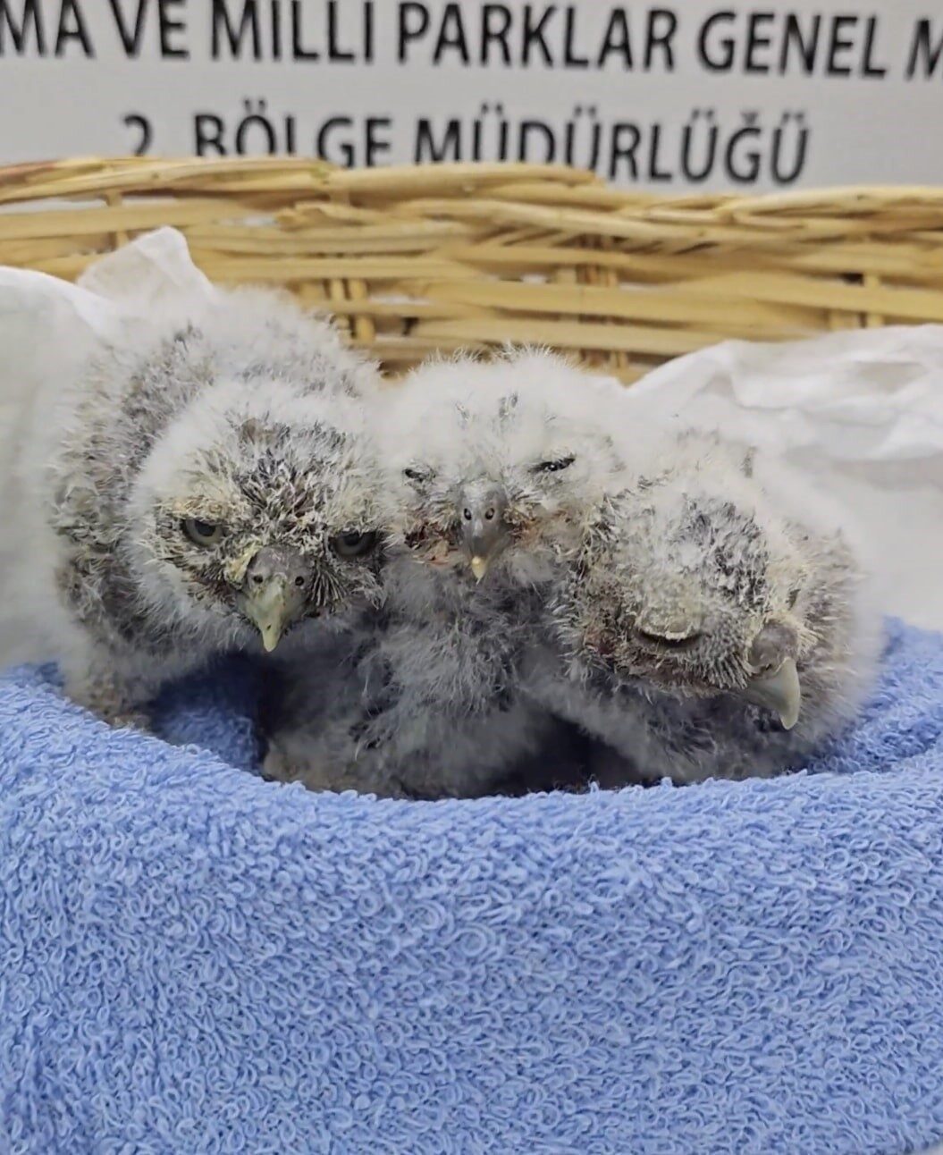 Çanakkale’de yuvalarını kaybeden kukumavlar, duyarlı vatandaşlar sayesinde Tarım ve Orman