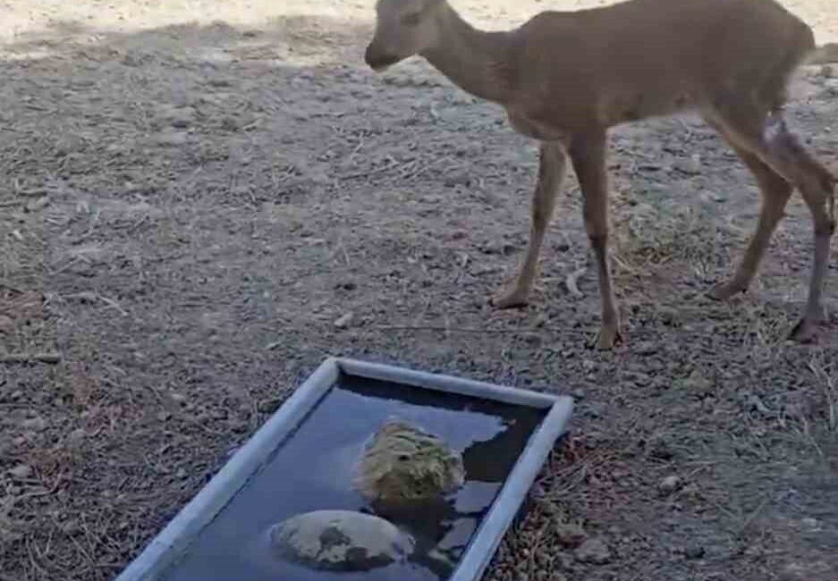 Tekirdağ’da başlayarak Çanakkale’ye ulaşan orman yangınında Gelibolu ilçesi kırsalına sığınan