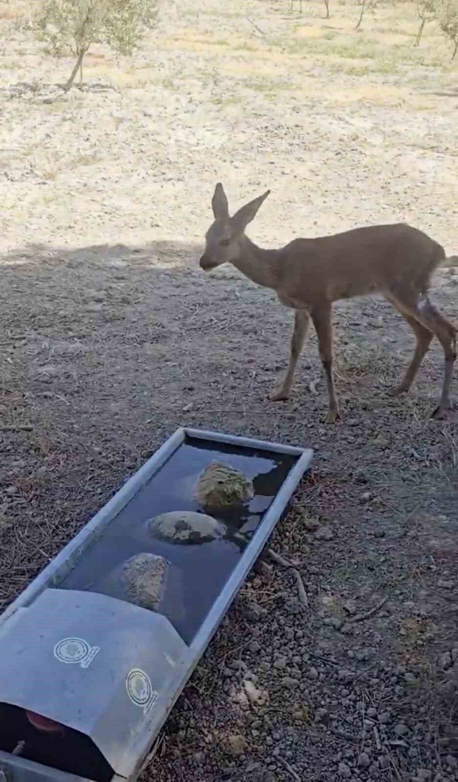 Tekirdağ’da başlayarak Çanakkale’ye ulaşan orman yangınında Gelibolu ilçesi kırsalına sığınan