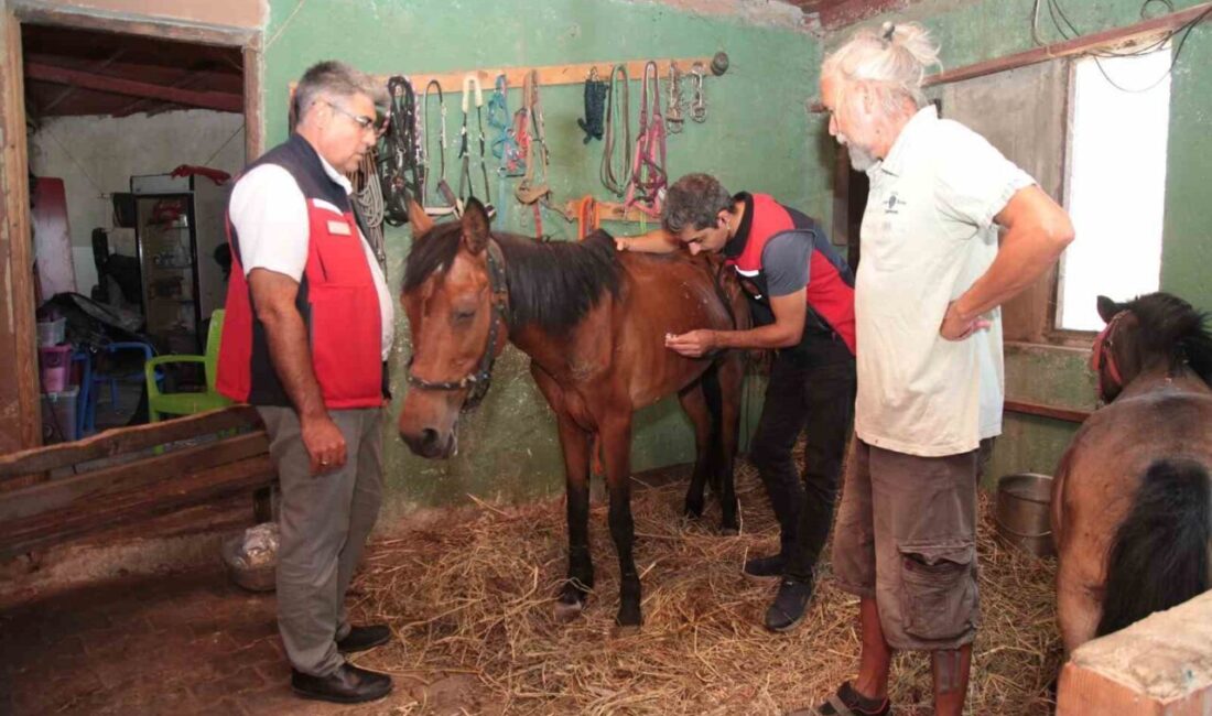 Çanakkale’deki yangınlarda mahsur kalan hayvanlara sağlık taraması Çanakkale’de yaşanan yangınlarda alevlerin ortasında mahsur kalan hayvanların gerekli tedavi