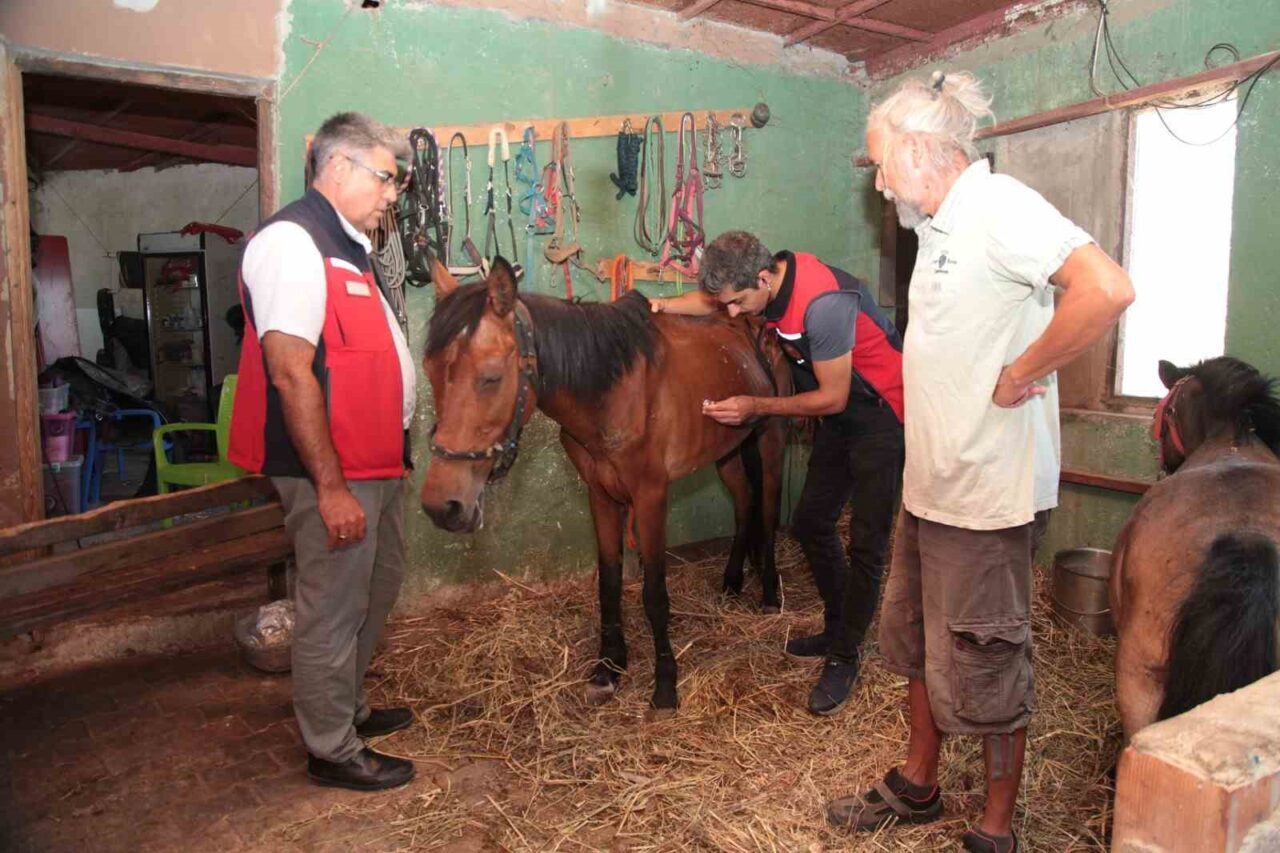 Çanakkale’de yaşanan yangınlarda alevlerin ortasında mahsur kalan hayvanların gerekli tedavi