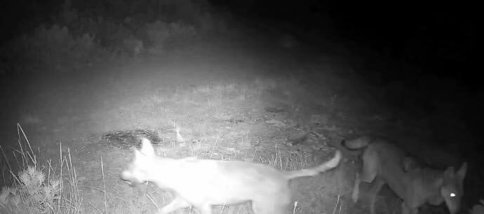 Çankırı’da doğaya yerleştirilen fotokapanlarla kurt sürüsünü görüntülendi. Çankırı’da doğaya yerleştirilen