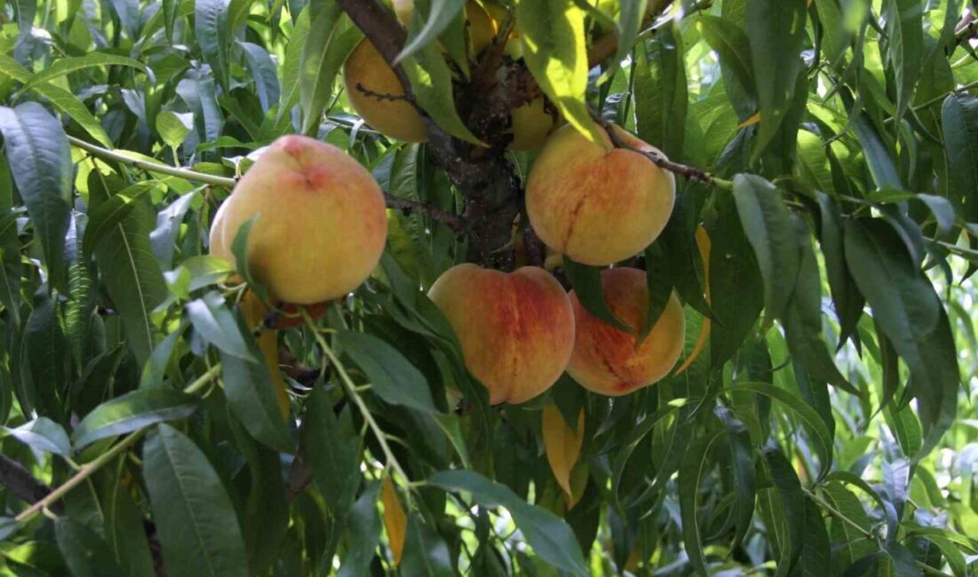 Samsun’un Çarşamba ilçesi Hacılıçay Mahallesi’nde şeftali üreticileri, sezonun son ürünlerini