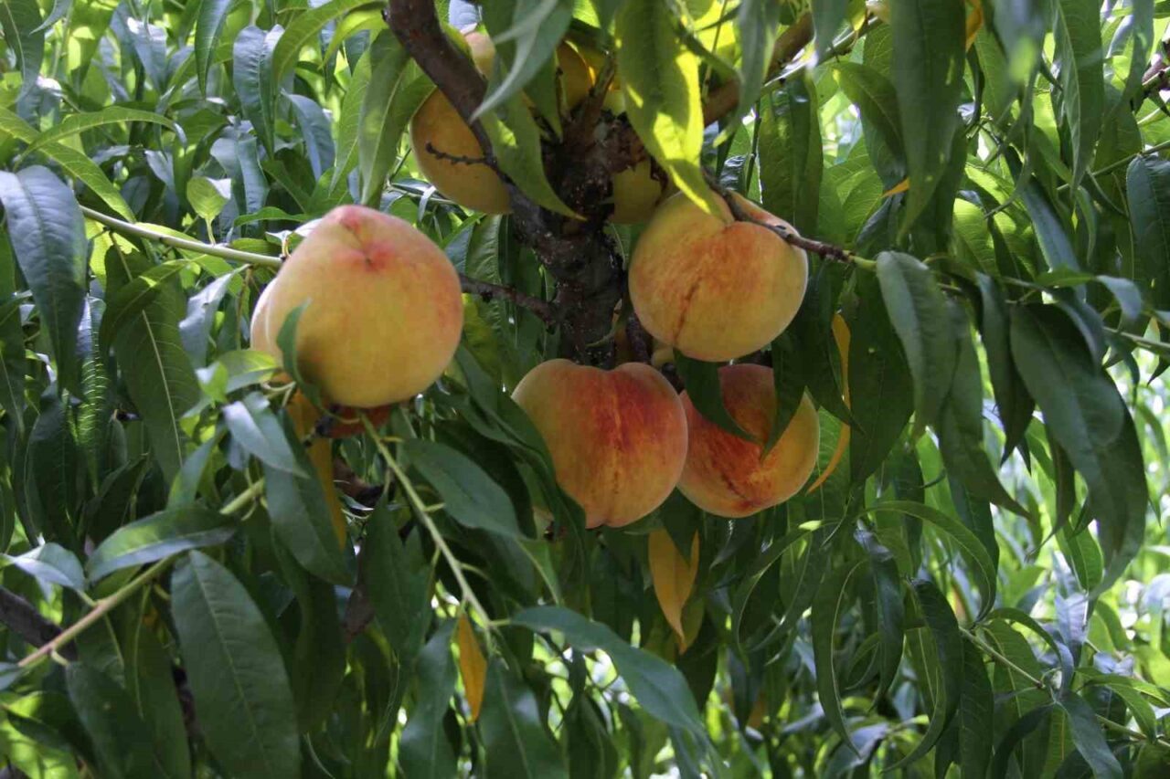 Samsun’un Çarşamba ilçesi Hacılıçay Mahallesi’nde şeftali üreticileri, sezonun son ürünlerini