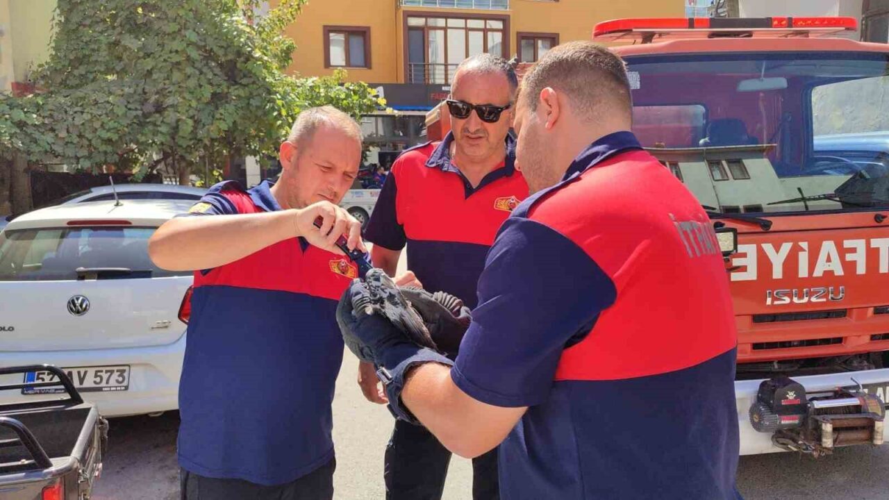 Sinop’ta bir apartmanın çatı katındaki ağlara takılan güvercin, itfaiye ekipleri