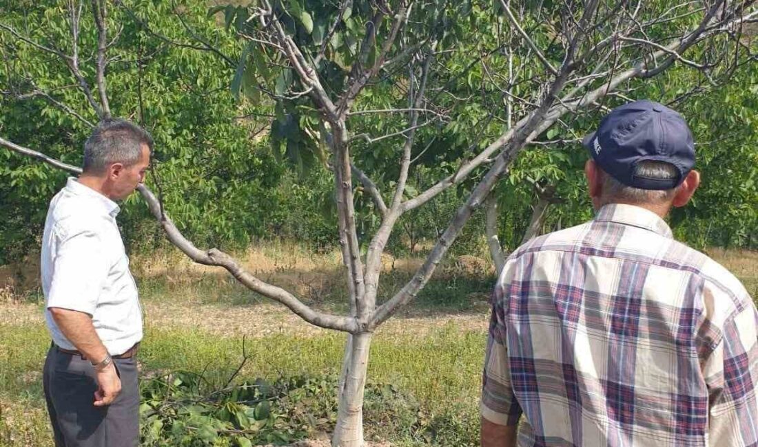 Afyonkarahisar’ın Şuhut ilçesinde yapılan incelemeler sonucunda ceviz ağaçlarında tercih edilen