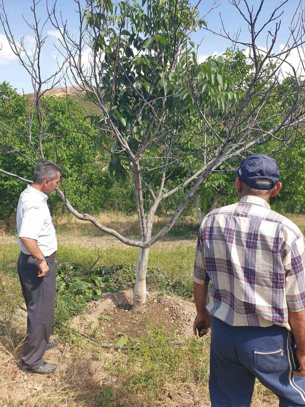 Afyonkarahisar’ın Şuhut ilçesinde yapılan incelemeler sonucunda ceviz ağaçlarında tercih edilen