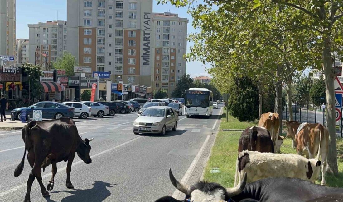 Tekirdağ’ın Çorlu ilçesinde çiftlikten kaçan inekler, şehir merkezinde vatandaşların şaşkın