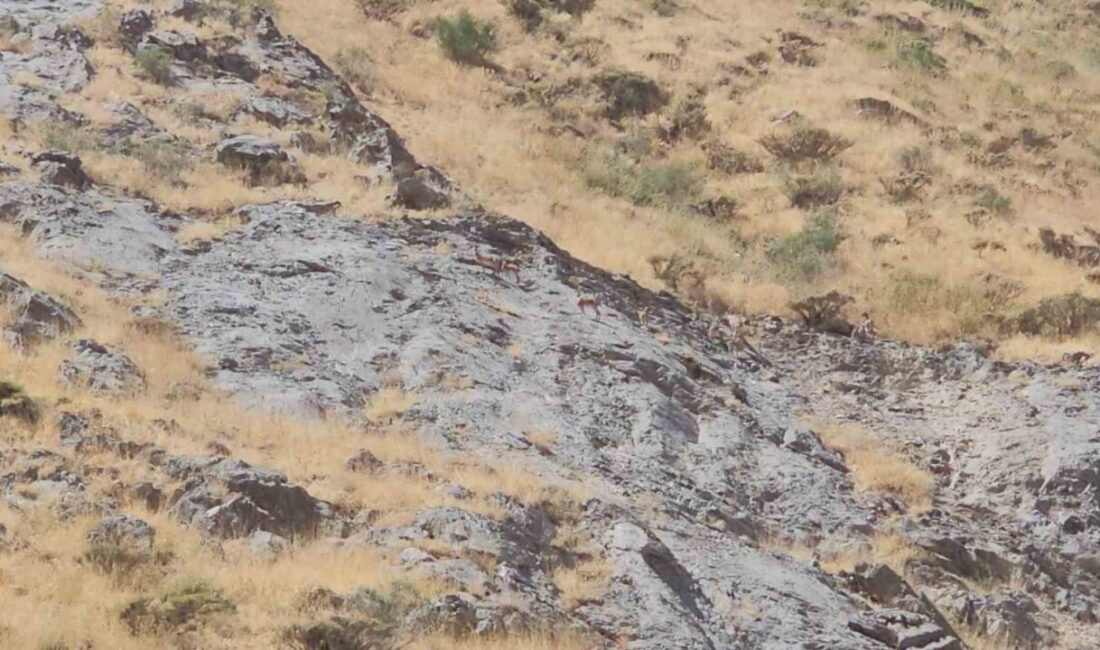 Türkiye’nin en yüksek üçüncü zirvesine sahip olan Cilo Dağı’nda, koruma