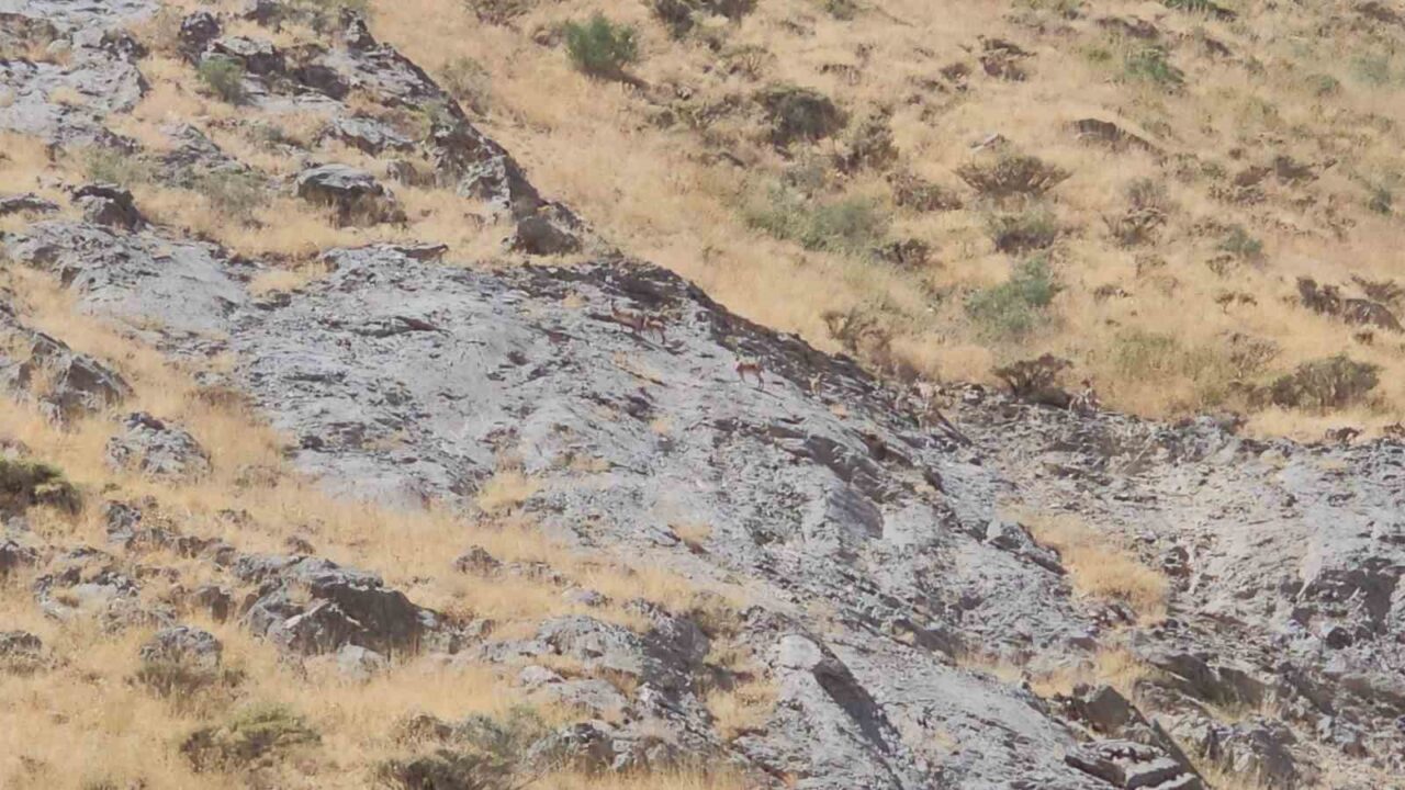 Türkiye’nin en yüksek üçüncü zirvesine sahip olan Cilo Dağı’nda, koruma