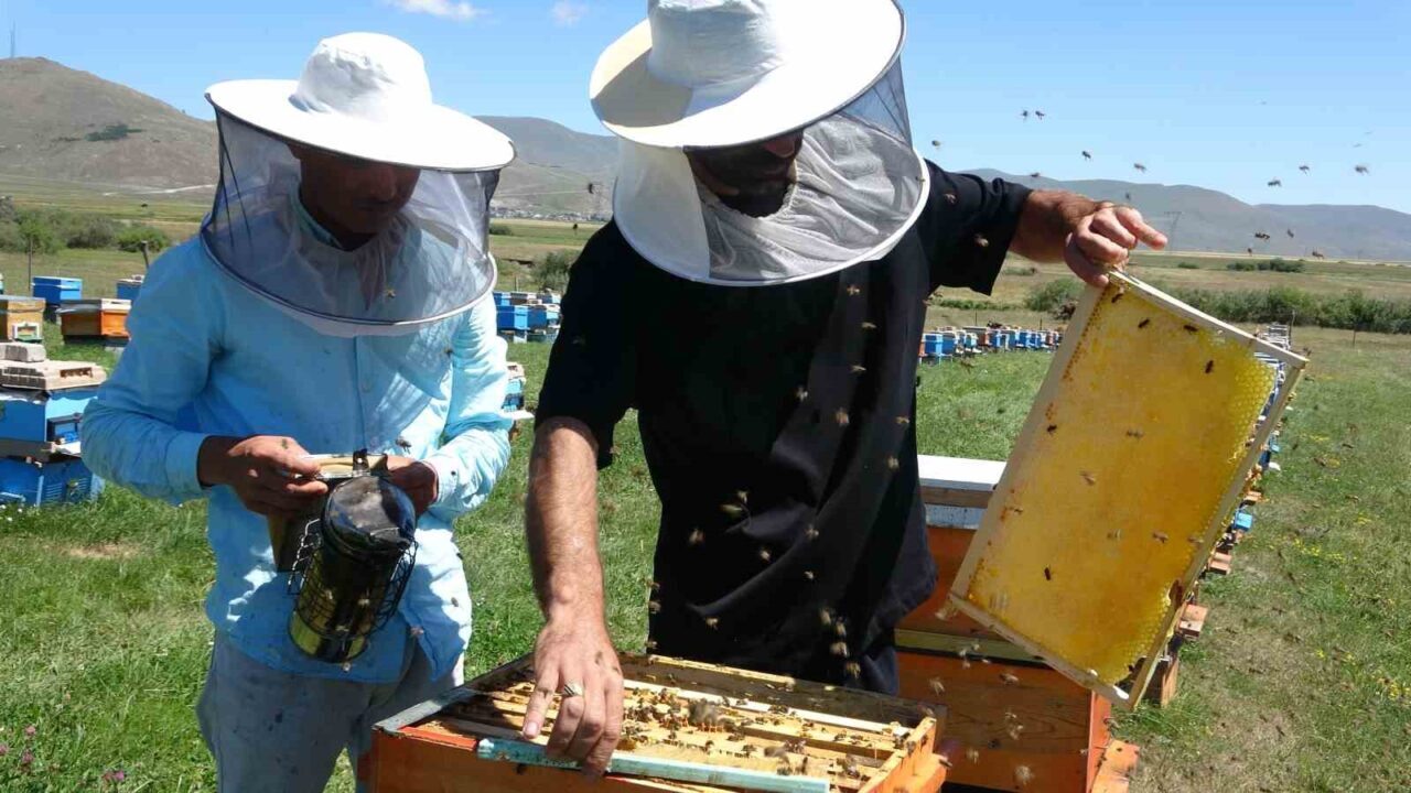 Türk Patent ve Marka Kurumunca coğrafi işaretle tescillenen Ardahan çiçek