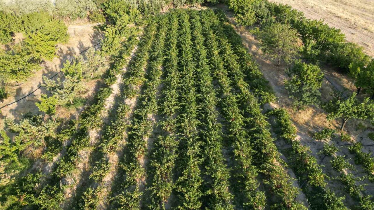 VAN (İHA) – Van’ın Erciş ilçesinde yetişen, Türk Patent ve