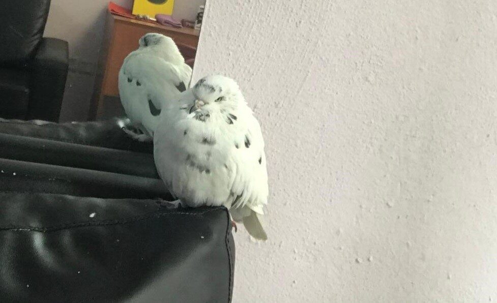 Bilecik’te emlakçılık yapan Soner Güler, 2 sene önce hediye aldığı