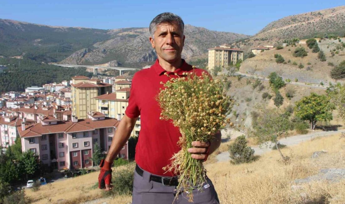 Amasya’da bir vatandaş, dağ yamaçlarında tek tek topladığı üzerlik otlarını
