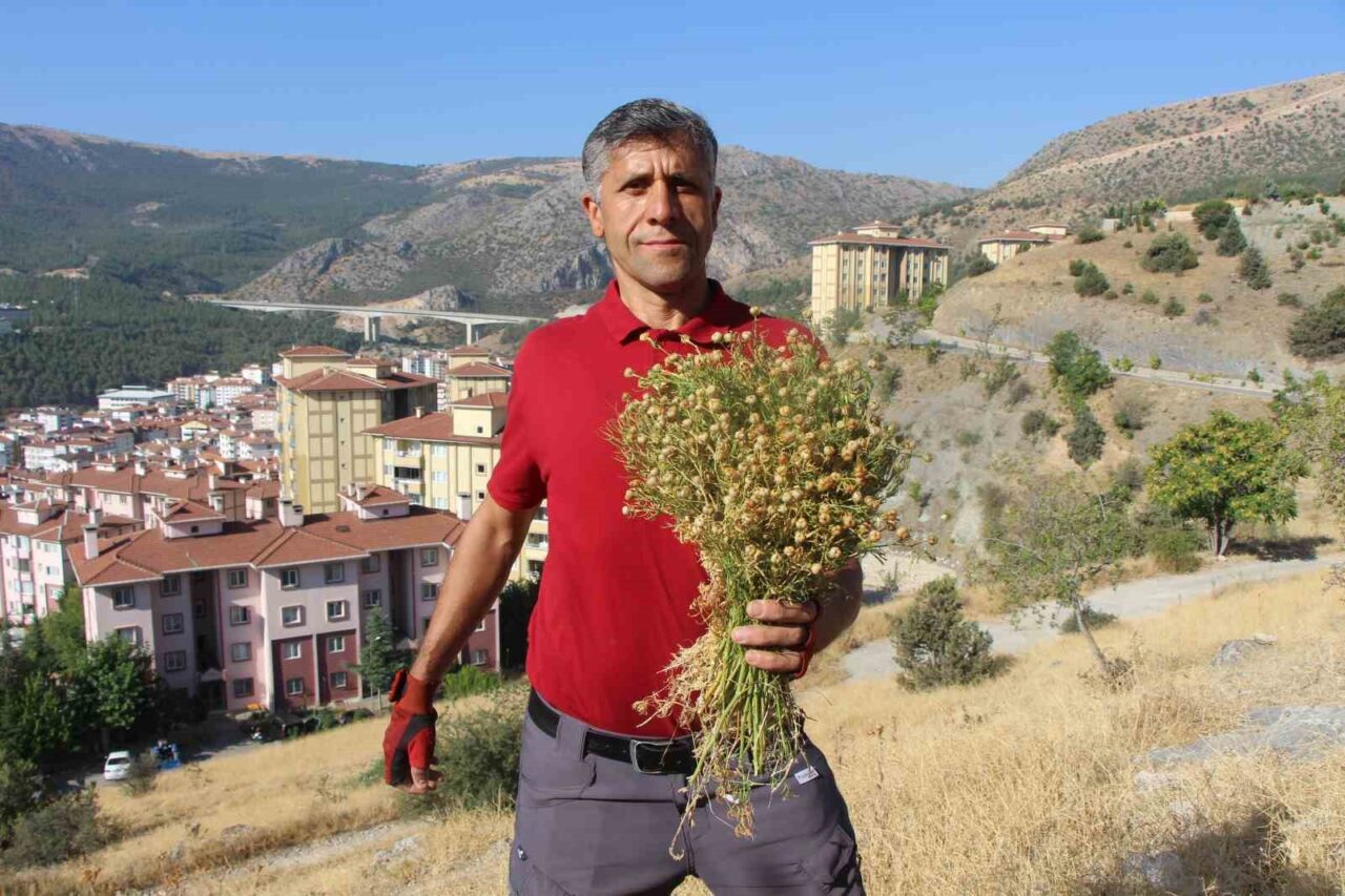 Amasya’da bir vatandaş, dağ yamaçlarında tek tek topladığı üzerlik otlarını