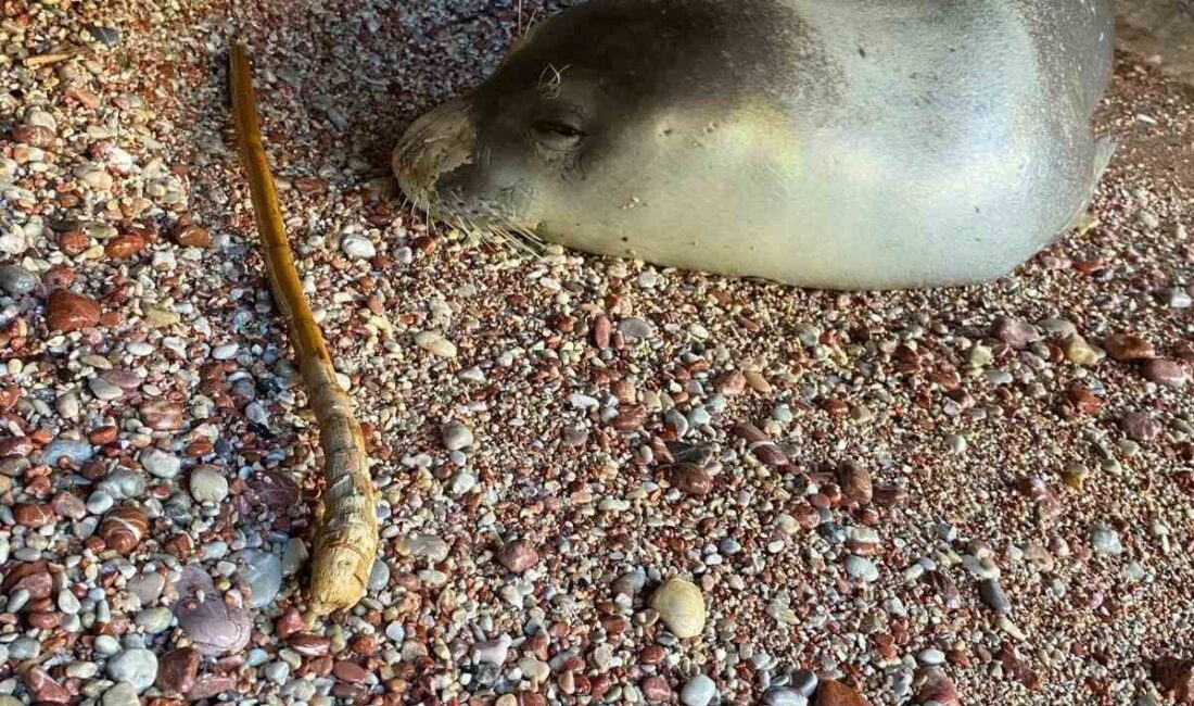 Muğla’nın Datça ilçesinde karaya çıkan ve halsiz bir şekilde olduğu