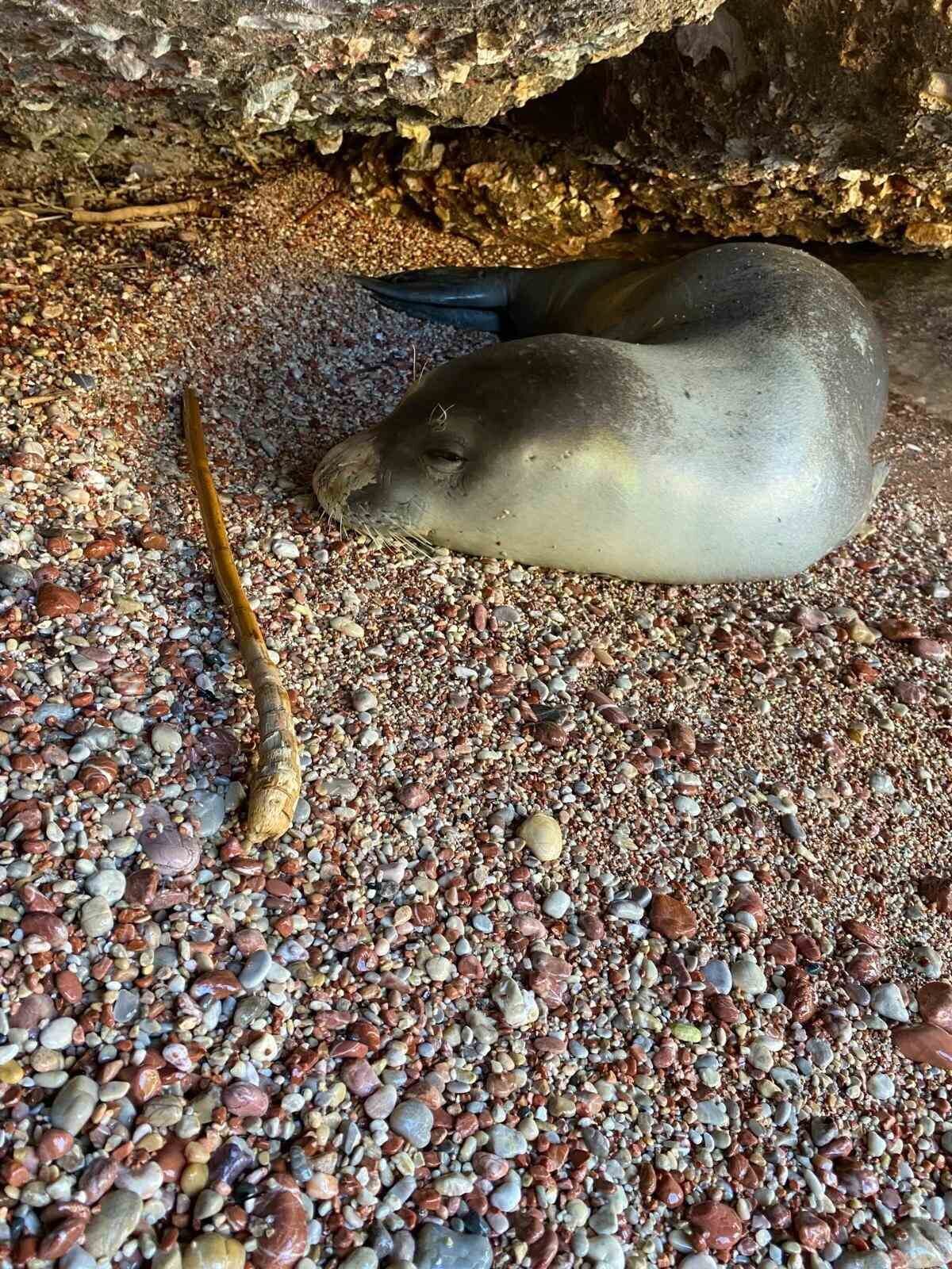 Muğla’nın Datça ilçesinde karaya çıkan ve halsiz bir şekilde olduğu