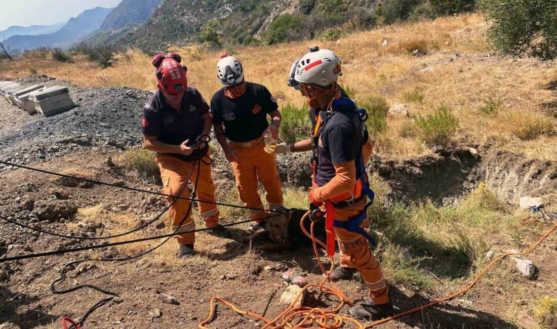 Muğla’nın Datça ilçesinde 5 metrelik kukuya düşen köpek Mahalle Afet