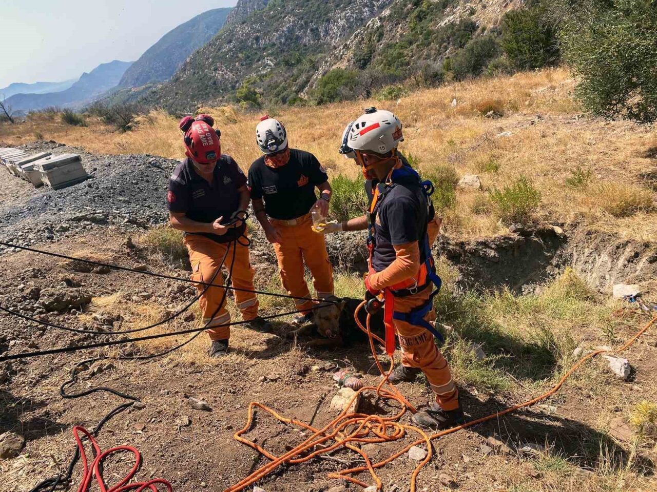 Muğla’nın Datça ilçesinde 5 metrelik kukuya düşen köpek Mahalle Afet