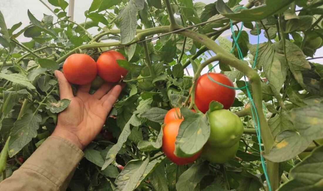 Denizli’nin Acıpayam ilçesine bağlı Dodurga Mahallesi’nde 20 dekarlık seradan, dekar