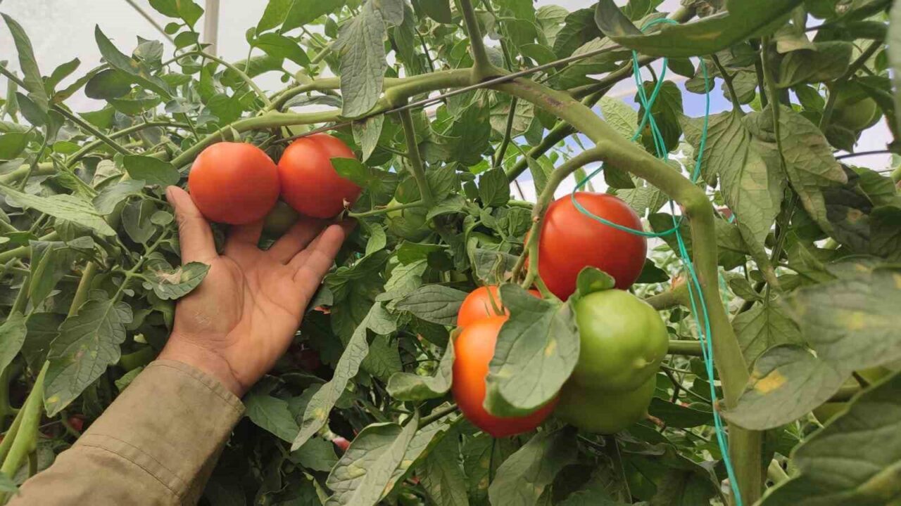 Denizli’nin Acıpayam ilçesine bağlı Dodurga Mahallesi’nde 20 dekarlık seradan, dekar