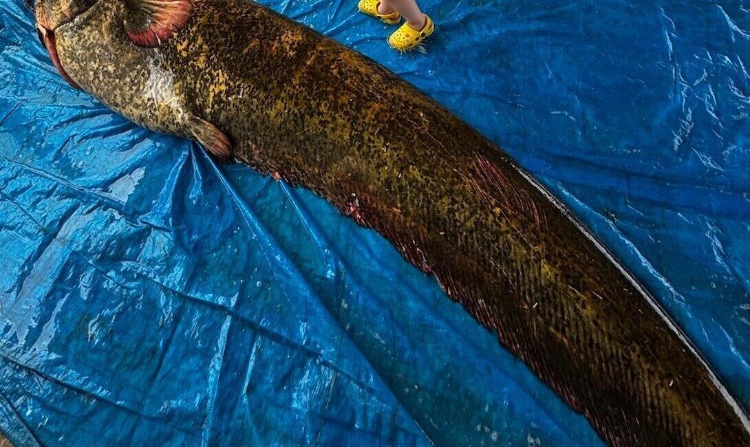 Manisa’nın Köprübaşı ilçesindeki Demirköprü Baraj Gölü’nde 114 kilogram ağırlığında ve