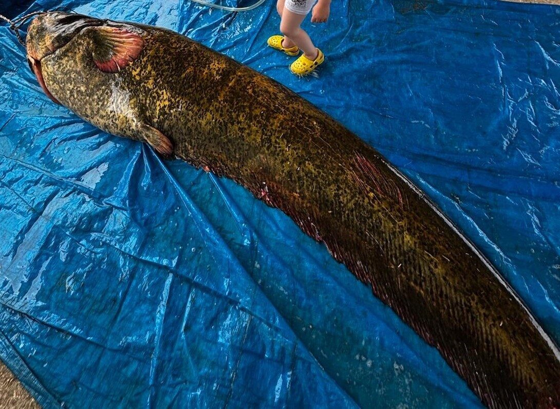 Manisa’nın Köprübaşı ilçesindeki Demirköprü Baraj Gölü’nde 114 kilogram ağırlığında ve