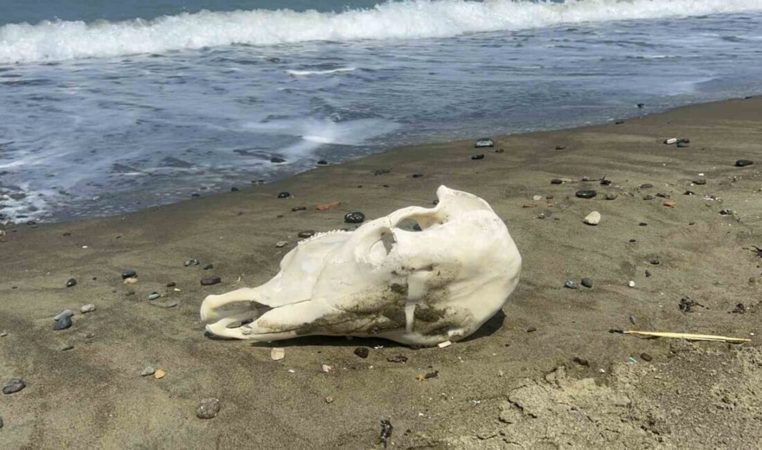 Hatay’ın Akdeniz’e kıyısı olan Arsuz ilçesinde kıyıya vuran telef olmuş