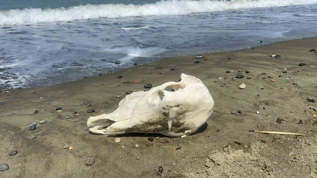 Hatay’ın Akdeniz’e kıyısı olan Arsuz ilçesinde kıyıya vuran telef olmuş