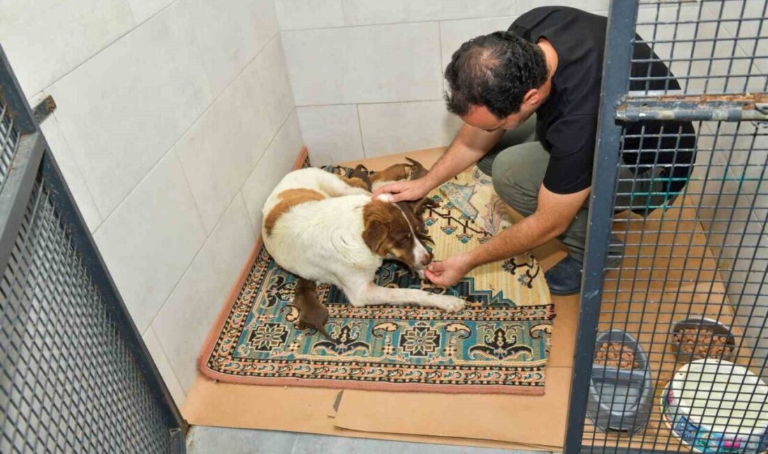 Esenyurt Belediyesi, sosyal medyada yayılan “kepçe dozeriyle köpek toplama” görüntülerinin