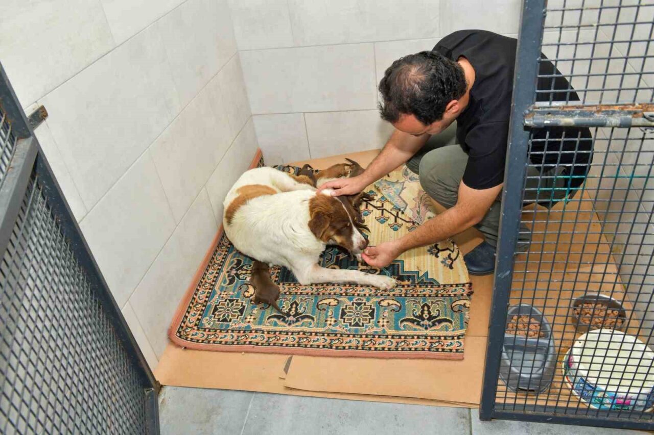 Esenyurt Belediyesi, sosyal medyada yayılan “kepçe dozeriyle köpek toplama” görüntülerinin