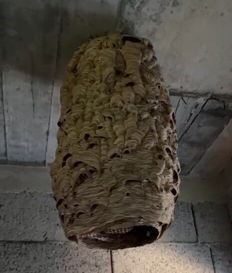 Rize’nin Ardeşen ilçesinde uzun süredir kullanılmayan evin deposuna giren mahalle