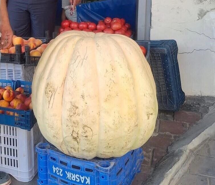 Manisa’nın Sarıgöl ilçesinde bir çiftçi tarafından yetiştirilen 85 kilogramlık devasa