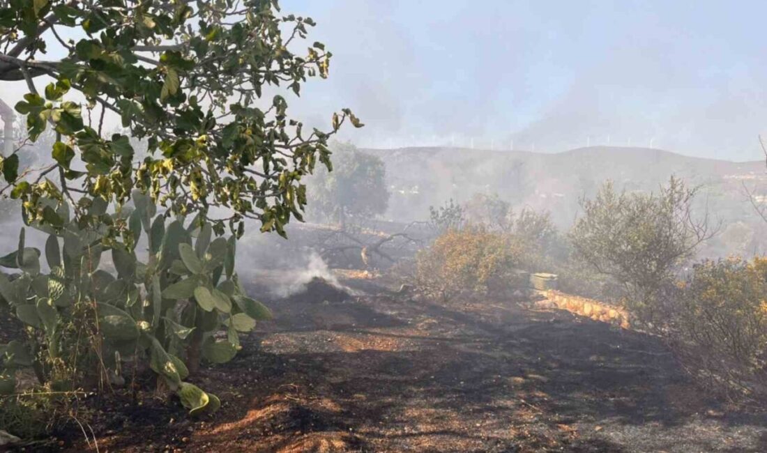 Aydın’ın Didim ilçesinde makilik ve zeytinlik alanda çıkan yangın kontrol