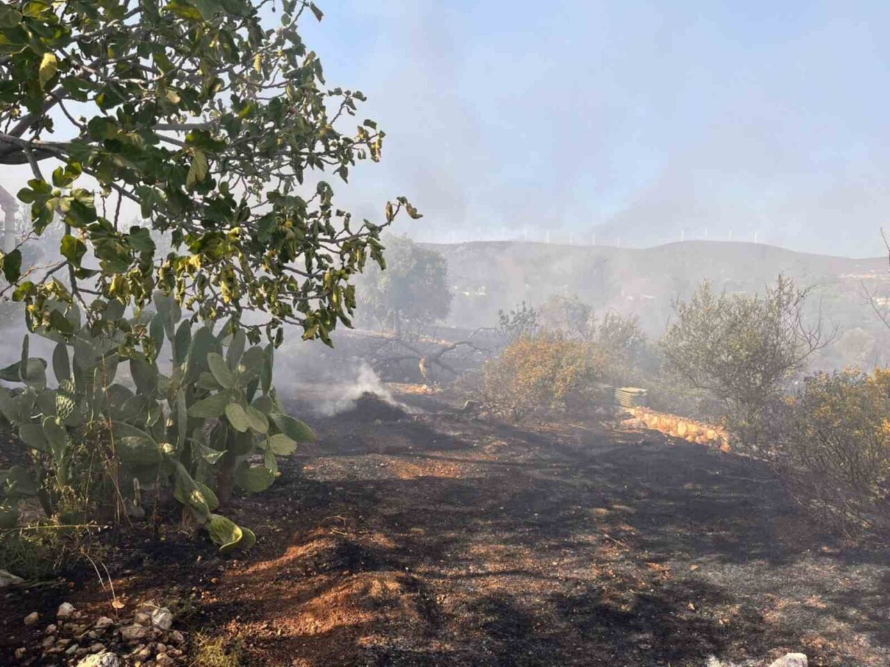 Aydın’ın Didim ilçesinde makilik ve zeytinlik alanda çıkan yangın kontrol