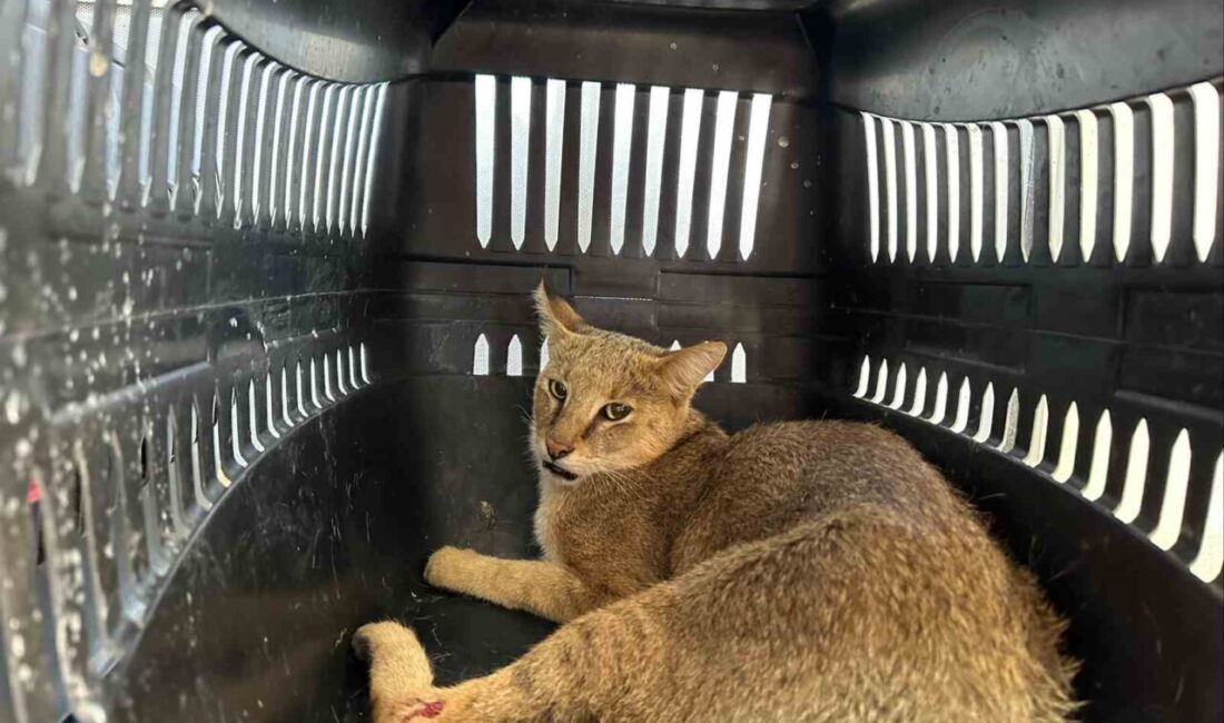 Aydın İl Jandarma Komutanlığı Çevre, Doğa ve Hayvanları Koruma Tim