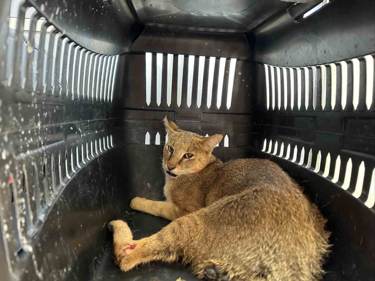 Aydın İl Jandarma Komutanlığı Çevre, Doğa ve Hayvanları Koruma Tim