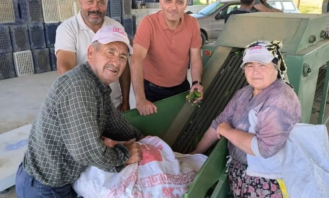 Afyonkarahisar’ın Dinar ilçesinde merkeze bağlı olan köylerde turşu yapımında kullanılmak