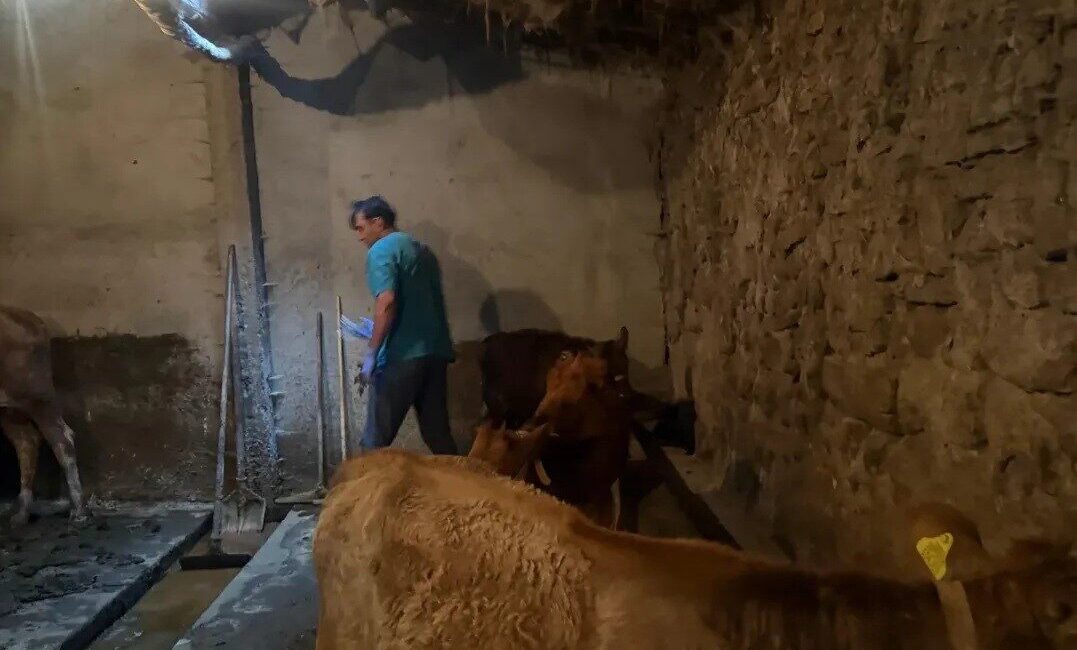 Ağrı’nın Diyadin ilçesinde büyükbaş hayvanlarda görülebilecek şap hastalığına karşı başlatılan