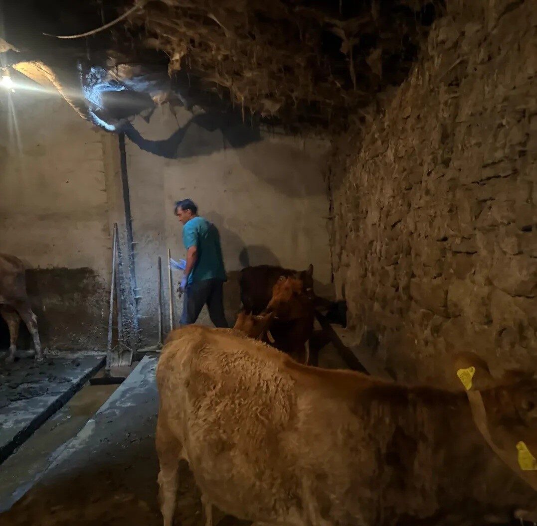 Ağrı’nın Diyadin ilçesinde büyükbaş hayvanlarda görülebilecek şap hastalığına karşı başlatılan