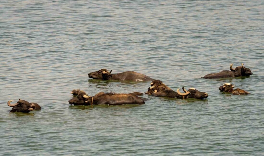 Diyarbakır’da manda ve sığırlar, sıcak havada Kabaklı Gölü’ne girerek serinliyor.