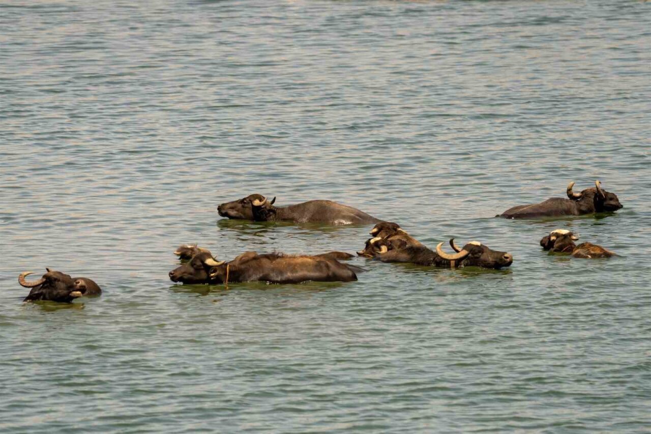 Diyarbakır’da manda ve sığırlar, sıcak havada Kabaklı Gölü’ne girerek serinliyor.